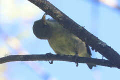 Hemignathus wilsoni