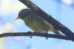 Hemignathus wilsoni
