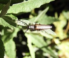 Dicrepidius palmatus