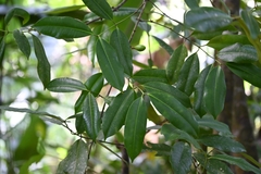 Ambelania acida