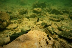 Pseudogoniistius nigripes