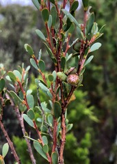 Leptospermum coriaceum
