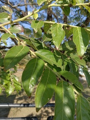 Glochidion philippicum