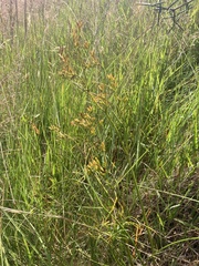 Anisotome filifolia