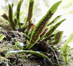 Notogrammitis billardierei