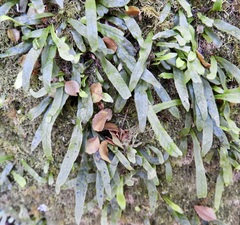 Notogrammitis billardierei