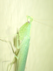 Tropidomantis