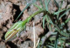 Calycoseris wrightii