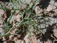 Calycoseris wrightii