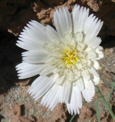 Calycoseris wrightii