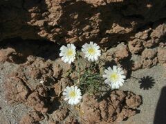 Calycoseris wrightii