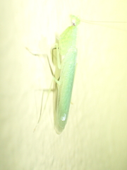 Tropidomantis