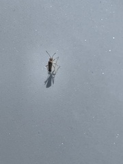 Nysius