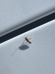 Nysius