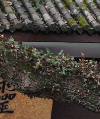 Pyrrosia lingua