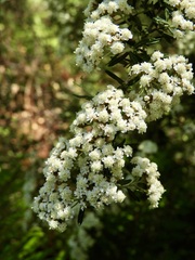 Ozothamnus ferrugineus