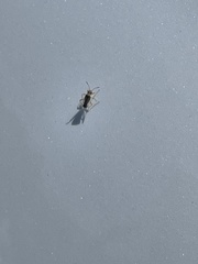 Nysius