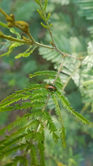 Calomela parilis