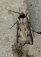 Agrotis malefida