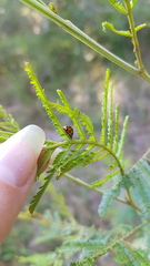 Peltoschema oceanicum