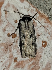 Agrotis malefida