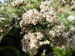 Ozothamnus ferrugineus