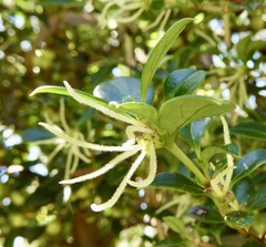 Coprosma hirtella