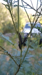 Jalmenus evagoras