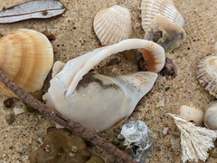 Phalium bandatum
