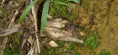 Labidus