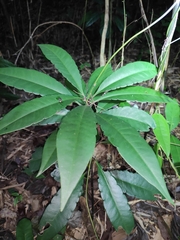 Ardisia crenata