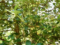 Coprosma hirtella