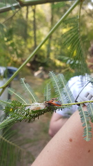 Gminatus