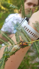 Gminatus