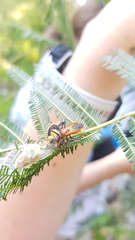 Gminatus