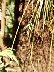 Carex austroflaccida