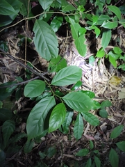 Maesa japonica