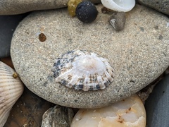 Scutellastra peronii