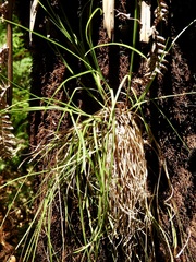 Carex austroflaccida