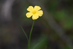 Turnera guianensis
