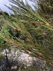 Melaleuca uncinata