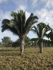 Attalea