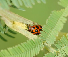 Peltoschema oceanicum