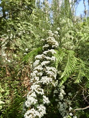 Ozothamnus ferrugineus