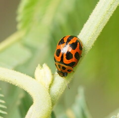Peltoschema oceanicum