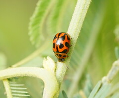 Peltoschema oceanicum