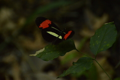 Heliconius erato