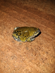 Dermatonotus muelleri