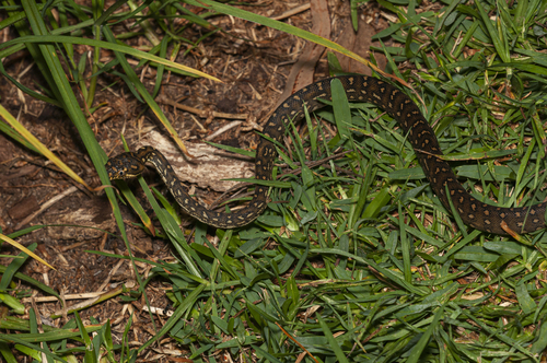 Diamond Python sighting