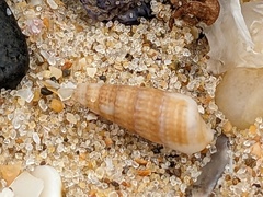 Cacozeliana granarium